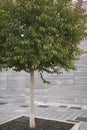 Ligustrum lucidum tree