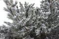 Evergreen foliage of pine covered with snow Royalty Free Stock Photo