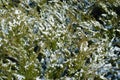 Evergreen foliage of savin juniper covered with snow in February