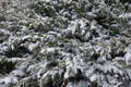 Evergreen foliage of savin juniper covered with snow