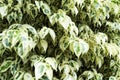 Evergreen foliage of variegated ficus