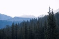 Evergreen forest against distant mountains and sunlight in the Colorado Rocky Mountain Royalty Free Stock Photo
