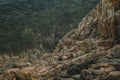 Evergreen forest beyond mountain stone creek