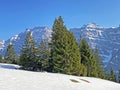 Evergreen forest or coniferous trees in early spring on the slopes of the alpine mountains around the KlÃÂ¶ntal mountain valley Royalty Free Stock Photo