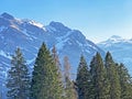 Evergreen forest or coniferous trees in early spring on the slopes of the alpine mountains around the KlÃÂ¶ntal mountain valley Royalty Free Stock Photo