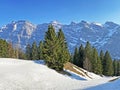 Evergreen forest or coniferous trees in early spring on the slopes of the alpine mountains around the KlÃÂ¶ntal mountain valley Royalty Free Stock Photo