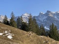 Evergreen forest or coniferous trees in early spring on the slopes of the alpine mountains around the KlÃÂ¶ntal mountain valley