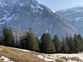 Evergreen forest or coniferous trees in early spring on the slopes of the alpine mountains around the KlÃÂ¶ntal mountain valley
