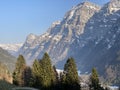 Evergreen forest or coniferous trees in early spring on the slopes of the alpine mountains around the KlÃÂ¶ntal mountain valley Royalty Free Stock Photo