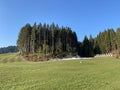 Evergreen forest or coniferous trees on the slopes of hills in the Alptal alpine valley, Einsiedeln - Canton of Schwyz Royalty Free Stock Photo