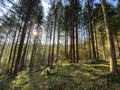 Evergreen forest or coniferous trees on the slopes of hills in the Alptal alpine valley, Einsiedeln - Canton of Schwyz Royalty Free Stock Photo