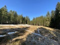 Evergreen forest or coniferous trees on the slopes of hills in the Alptal alpine valley, Einsiedeln - Canton of Schwyz Royalty Free Stock Photo