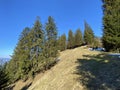 Evergreen forest or coniferous trees on the slopes of hills in the Alptal alpine valley, Einsiedeln - Canton of Schwyz Royalty Free Stock Photo