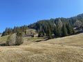 Evergreen forest or coniferous trees on the slopes of hills in the Alptal alpine valley, Einsiedeln - Canton of Schwyz Royalty Free Stock Photo