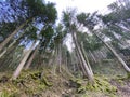 Evergreen forest or coniferous trees on the slopes of hills in the Alptal alpine valley, Einsiedeln - Canton of Schwyz Royalty Free Stock Photo