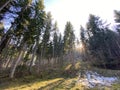 Evergreen forest or coniferous trees on the slopes of hills in the Alptal alpine valley, Einsiedeln - Canton of Schwyz Royalty Free Stock Photo