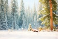 evergreen forest edge with a snow foreground