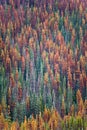 Evergreen forest infected with the mountain pine beetle