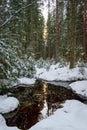 Evergreen forest after a major snowfall. Winter fairytale. Small water pond in the forest. Trees covered in snow Royalty Free Stock Photo