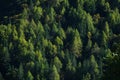 Evergreen Forest Overview. Dark trees.