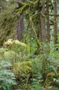 Evergreen forest of the Pacific North West