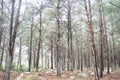 Evergreen forest pine tree trunks