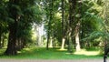 Evergreen forset in Banja Koviljaca park, Serbia, sunny day in summer Royalty Free Stock Photo