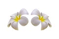 Evergreen Frangipani Royalty Free Stock Photo