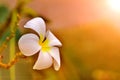 Evergreen Frangipani Royalty Free Stock Photo