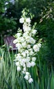 Evergreen Garden Yucca Yucca filamentosa, white delicate flower close-up. Garden, park decoration, landscaping. Agavoideae, Royalty Free Stock Photo