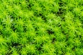 Evergreen goldmoss sedum for background. Sedum acre, commonly known as the goldmoss stonecrop, mossy stonecrop, goldmoss sedum, bi