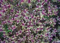 Evergreen hebe hybride Purple Shamrock with colorful leaves