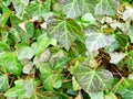 Evergreen ivy leaves seen up close