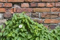 Brick wall with evergreen ivy leaves and white blossoming flower Royalty Free Stock Photo