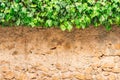 Vintage stone wall with green ivy plant background Royalty Free Stock Photo