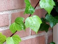 Evergreen ivy winds its way up a red brick wall, copy space