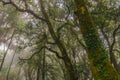 The evergreen jungle tropical rainforest with daylight and mist