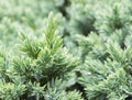 Evergreen juniper background. Photo of bush with green needles. Ornamental thorns of Juniperus communis, green treetop edges