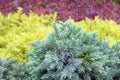 Evergreen juniper background. Photo of bush with green needles. Ornamental thorns of Juniperus communis, treetop edges.