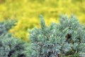 Evergreen juniper background. Photo of bush with green needles. Ornamental thorns of Juniperus communis, treetop edges. Selective