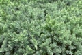 Evergreen juniper background. Photo of bush with green needles. Ornamental thorns of Juniperus communis, treetop edges.