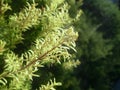 Evergreen juniper cypress branches under sunshine. Royalty Free Stock Photo