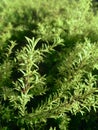 Evergreen juniper cypress branches, Vertical photo image. Royalty Free Stock Photo