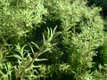 Evergreen juniper plant cypress branches, close up. Royalty Free Stock Photo