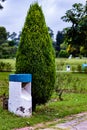 Evergreen juniper tree with lamp post in a garden. cloudy morning concept Royalty Free Stock Photo