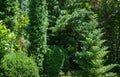 Evergreen landscape of the garden. Thuja occidentalis Columna and Boxwood Buxus sempervirens or European box