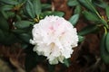 Rhododendron Fori is a rare species with a limited range