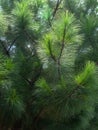 Evergreen leaves of Australian Native Pine Tree on Hot Summer Day. Casuarina equisetifolia know also as Horse Hair Pine Royalty Free Stock Photo