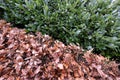 Evergreen leaves Royalty Free Stock Photo