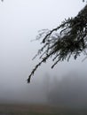 Evergreen leaves in the evening fog Royalty Free Stock Photo